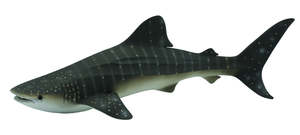 Collecta: CollectA Whale Shark Figure (Grey Dot)