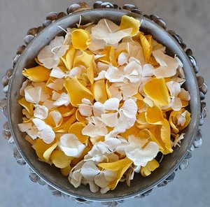 Daisy Chain - Yellow and White Rose & Hydrangea Petal Blend