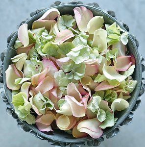 Pastel Rose & Hydrangea Blend Petals