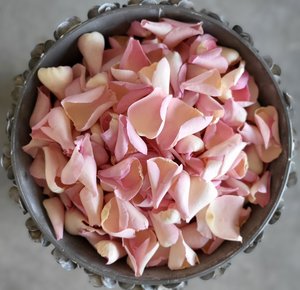 Rose Petals: Porcelain Pink Rose Petals