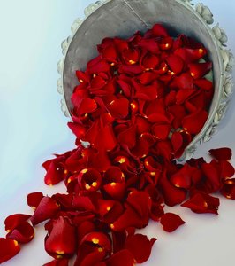 Rose Petals: Red Rose Petals