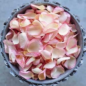 Blush Pink Rose Petals