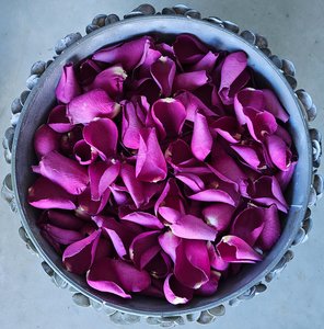 Wild Violet Rose Petals