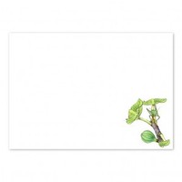 Katydid Envelopes (White)