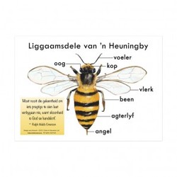 Products: Afrikaans poster of the body parts of a bee