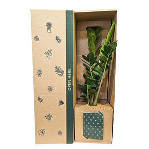 Browse: Zamioculcas ZZ Green