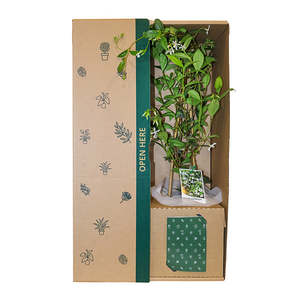 Browse: Jasmine White Flowers