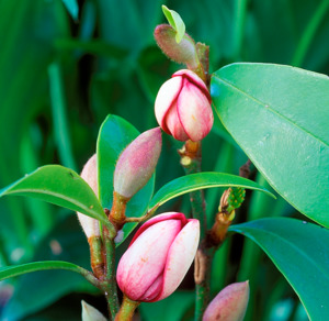 Browse: Michelia Port Wine