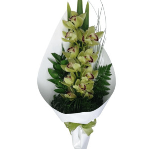 Products: Cymbidium Orchid Giftwrapped