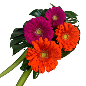 Flowers Christchurch: Hot 'n' Spicy Gerbera Bouquet