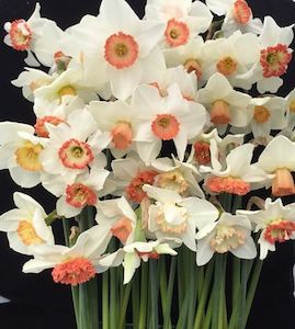 Products: Pink Collection