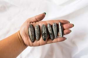 Orthoceras Fossils (small)