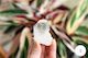 Clear Quartz Natural Points
