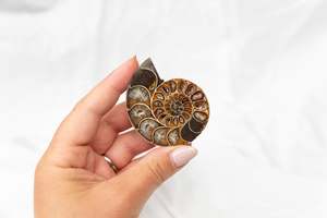 Polished Ammonite Fossil