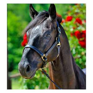 Stubben NT Padded Halter