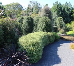 Products: Hedge Trimming