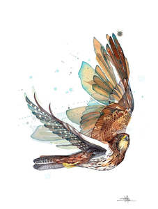 Rachel Walker - Karearea Lookout