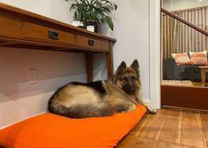 Large pet bed covers