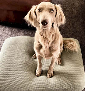 Pet Bed Covers: Medium pet bed covers