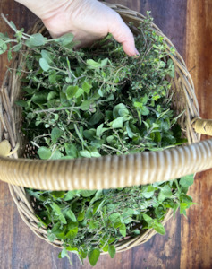 Plant medicine: Oregano Tea