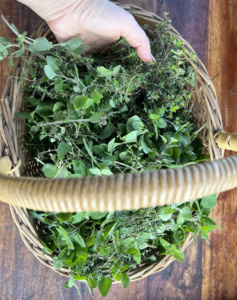 Plant medicine: Oregano Tea