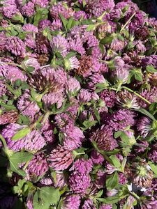 Products: Red Clover Tea