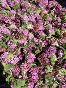 Products: Red Clover Tea