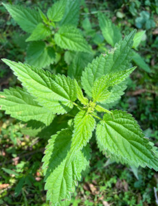 Nettle leaf Tea