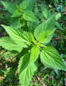 Products: Nettle leaf Tea