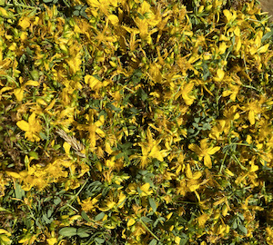 Plant medicine: St John’s wort flowers Tea