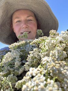 Yarrow flowers and leaves Tea