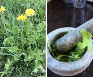 Plant medicine: Dandelion leaf Tea
