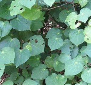 Plant medicine: Kawakawa leaves Tea