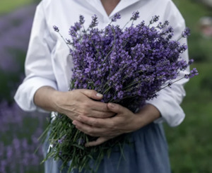 Lavender flowers