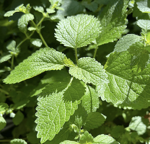 Lemon Balm Melissa Tea