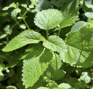 Products: Lemon Balm Melissa Tea