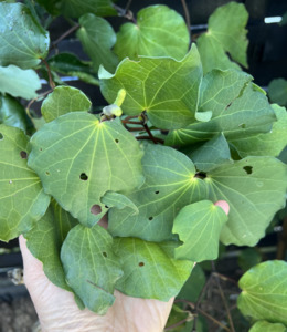 Plant medicine: Healing oil of Kawakawa