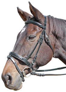 Bridles Reins And Nosebands: CAVALLINO RAISED & PADDED BRIDLE