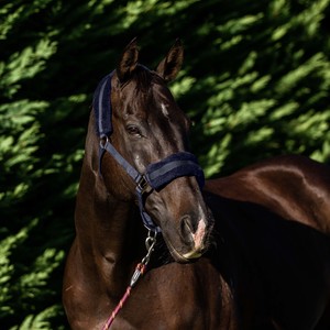 Halters Leads: FLAIR PLUSH FLEECE LINED HALTER