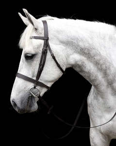 Cavallino show bridle with leather reins