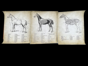Vintage horse anatomy poster 30x40cm set of 3 on canvas