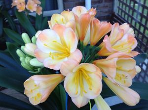 Products: AM Klein Erda