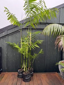 Pacaya Chamaedorea tepejilote