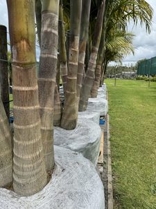 Bangalow Archontophoenix cunninghamiana