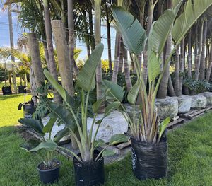 Products: Bird of Paradise- Giant Strelitzia nicolai