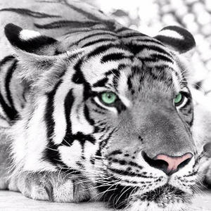 Furniture Living Dining: Diamond Painting Cross St Itch Kit Diamond Embroidery Home Decor Tiger Head