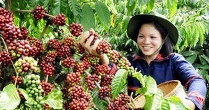 Sumatra Mandheling TP Grade 1