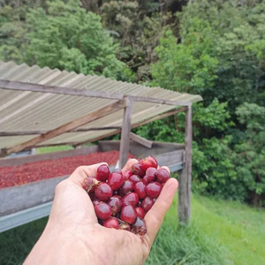 Products: Nuguo Panama Geisha Fermented Natural BOP RNAK1 GN-01 COFFEE TECH - Specialty Coffee Roasters