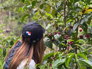 Products: Los Cenizos Stellar Panama Geisha Washed BOP 2021 Rank7 GW-07 COFFEE TECH - Specialty Coffee Roasters
