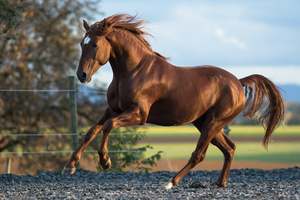 New Arrival: Horse Calming Mix